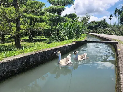 穿龍