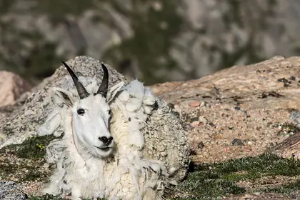 Mount Evans
