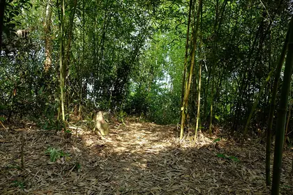 崙頂