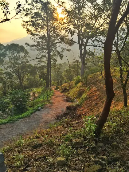 Dafenlinshan (大分林山)