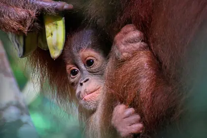 Bukit Lawang