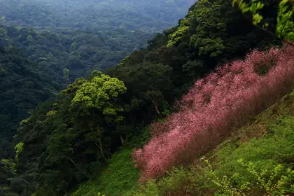 Liuliaolunshanxinanfeng (六寮崙山西南峰)