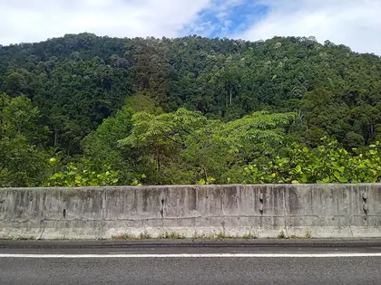 Puncak 559
