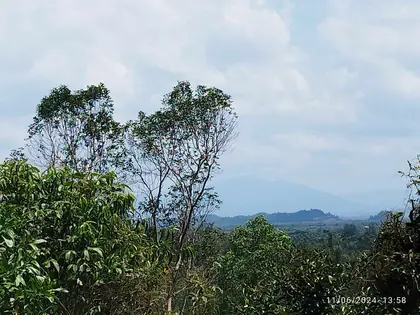 Gunung Sarut