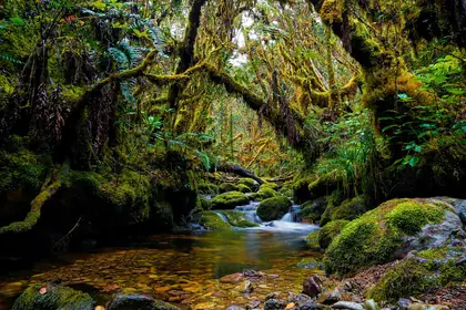 Gunung Leuser