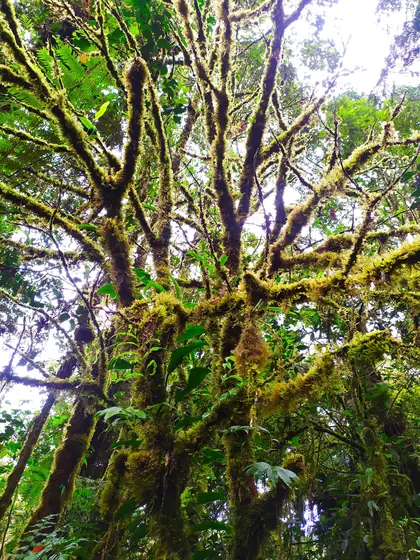 Mount Apo
