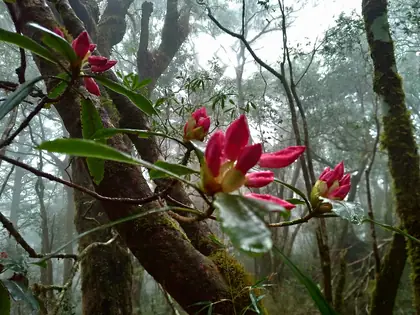 庫魯山