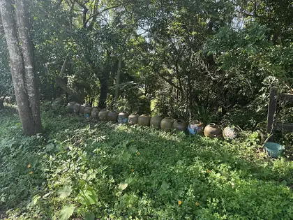 牛相觸