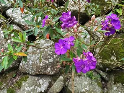 仙山南峰