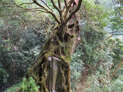 金鳥樂園後山