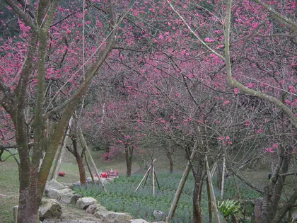 長寮山