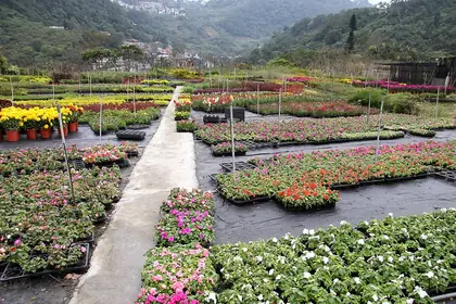 Xianzuotaishan (仙座台山)