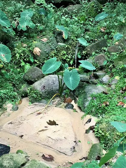 Bukit Kiara