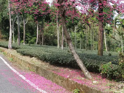 Yudashanbeifeng (玉打山北峰)