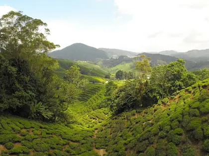 Bukit Palas