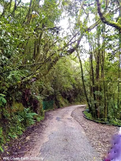 Mount Brinchang (Gunung Brinchang)